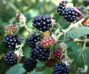 Blackberries