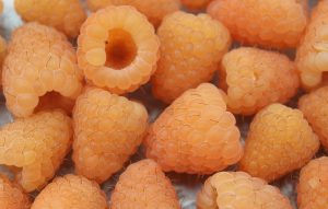 Yellow Raspberries