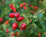 Rose Hip