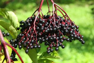 Elderberries